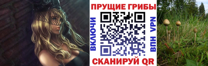 Галлюциногенные грибы Psilocybe  Купить закладки  Макаров 